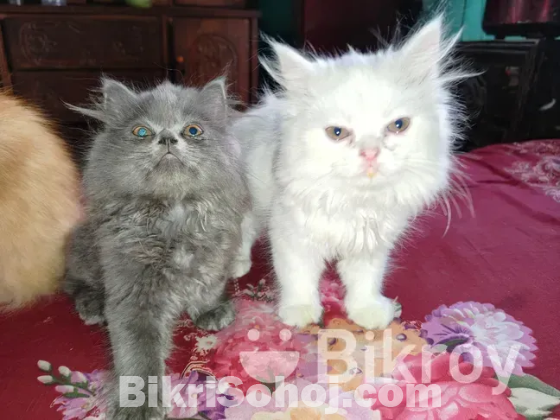pure persian cat male and female